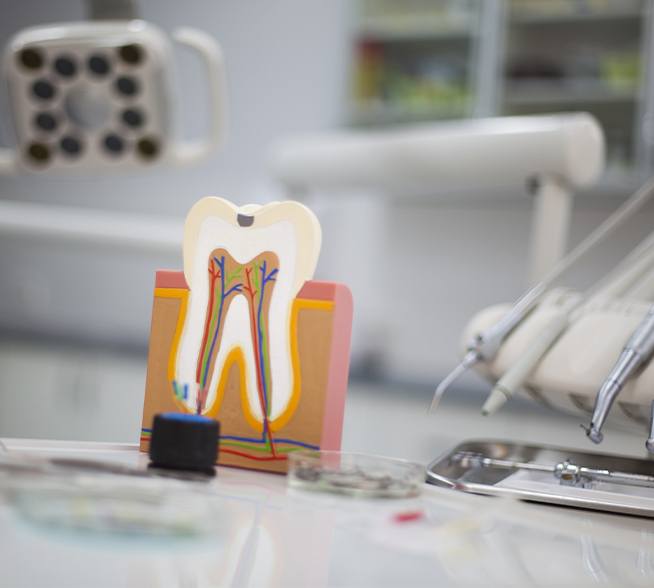 Model of the inside of a healthy tooth and root canal